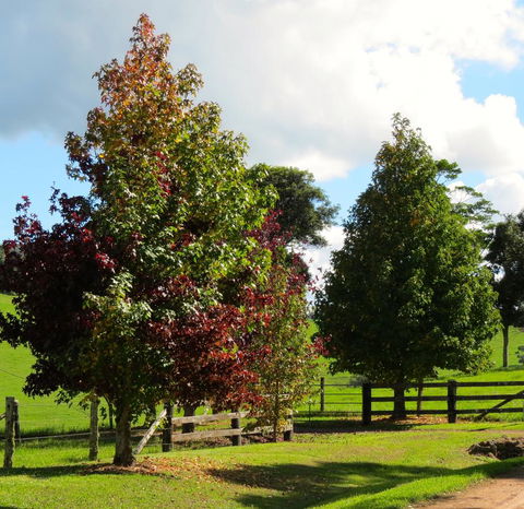Maleny Springs Farm - Australian Directory 26