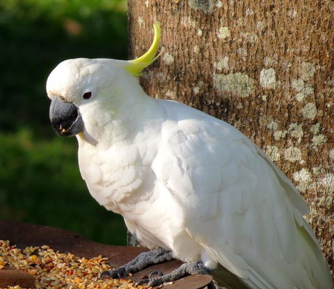 Maleny Springs Farm - Australian Directory 40