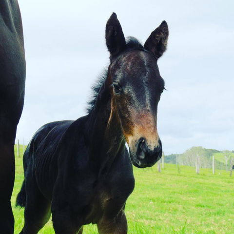 Maleny Springs Farm - Australian Directory 12