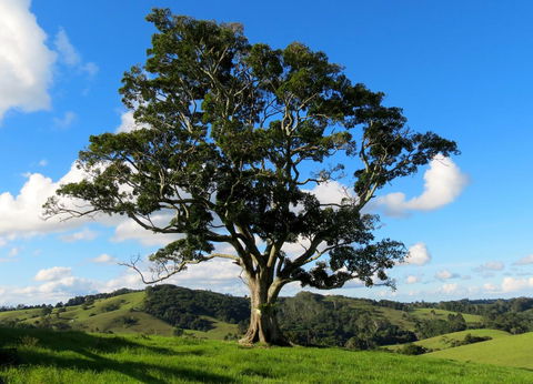 Maleny Springs Farm - Australian Directory 32