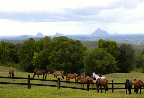 Maleny Springs Farm - Australian Directory 39