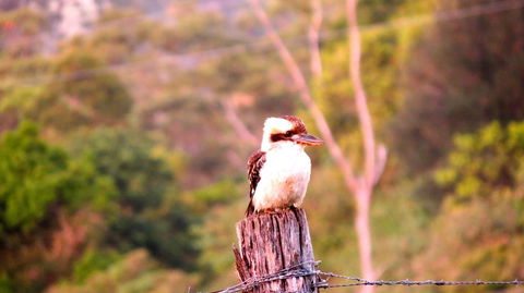 Maleny Springs Farm - Australian Directory 25
