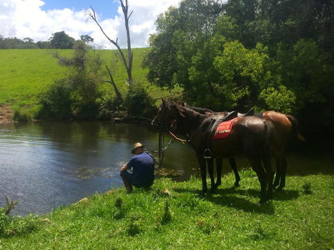 Maleny Springs Farm - Australian Directory 36