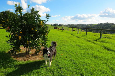 Maleny Springs Farm - Australian Directory 31