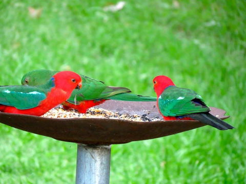 Maleny Springs Farm - Australian Directory 35