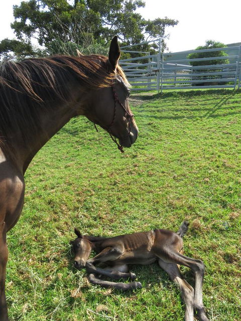 Maleny Springs Farm - Australian Directory 15