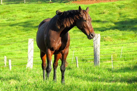 Maleny Springs Farm - Australian Directory 27