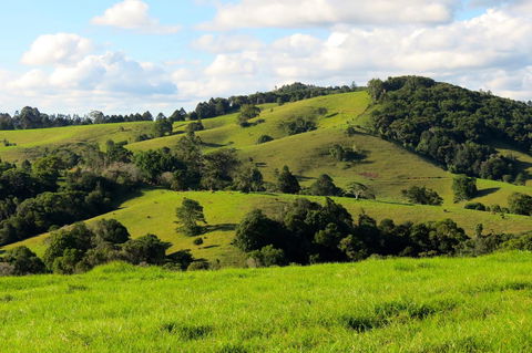 Maleny Springs Farm - Australian Directory 0