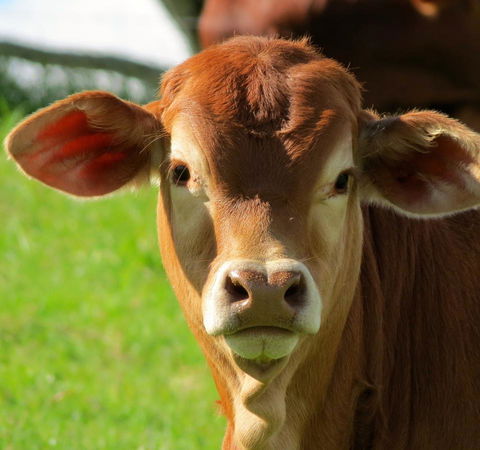 Maleny Springs Farm - Australian Directory 9