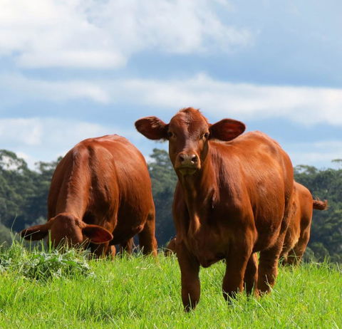 Maleny Springs Farm - Australian Directory 24