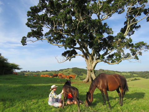 Maleny Springs Farm - Australian Directory 5
