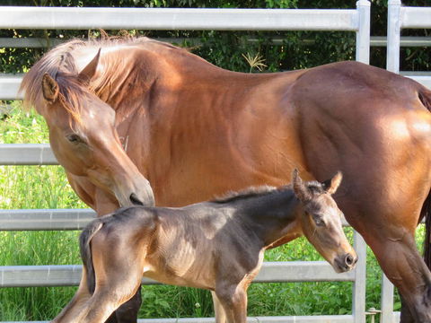 Maleny Springs Farm - Australian Directory 18