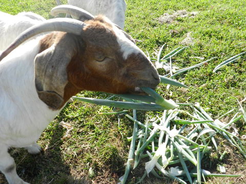Hay Point Country BnB - Australian Directory 15
