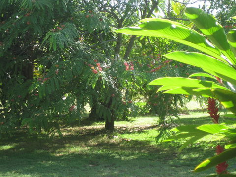 Magnetic Island Bed And Breakfast - Australian Directory 36
