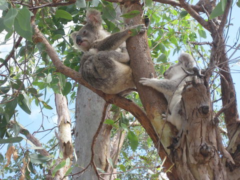 Magnetic Island Bed And Breakfast - Australian Directory 17