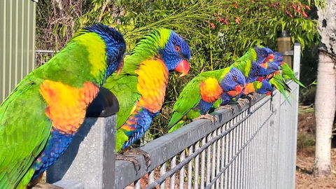 Magnetic Island Bed And Breakfast - Australian Directory 6