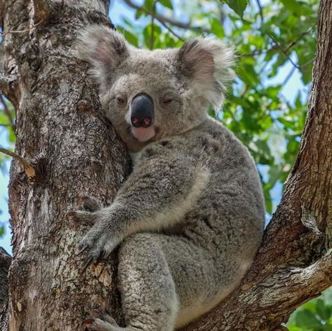 Magnetic Island Guest House - Australian Directory 11