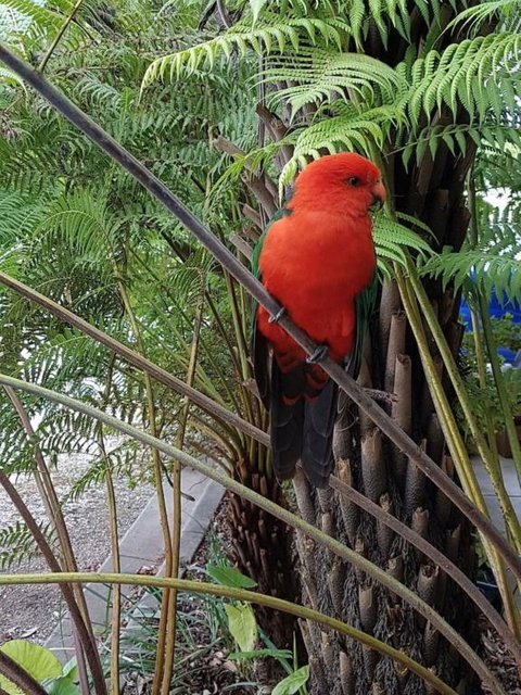 Eildon Parkview Motor Inn Room 8 - Australian Directory 4