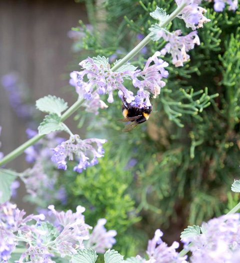 Elm Cottage Barn - Australian Directory 1