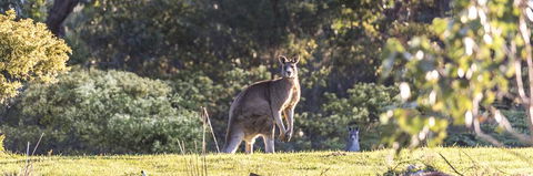 Alkina Lodge - Great Ocean Road - Australian Directory 3