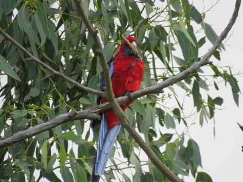 Arnold House - Australian Directory 2