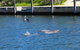Mandurah Island Retreat - thumb 0