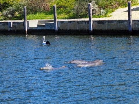 Mandurah Island Retreat - Australian Directory 0