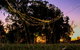 Banyan Tree - thumb 0