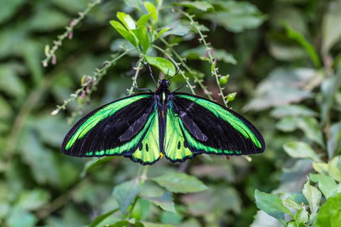 Batchelor Butterfly Farm - Australian Directory 2