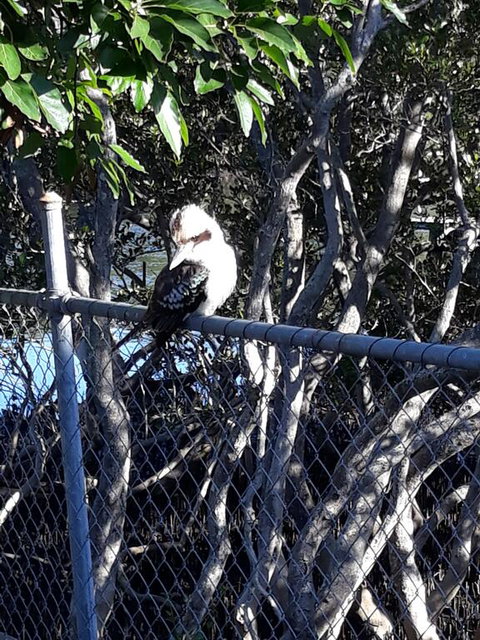 Bay Executive Motel - Australian Directory 3