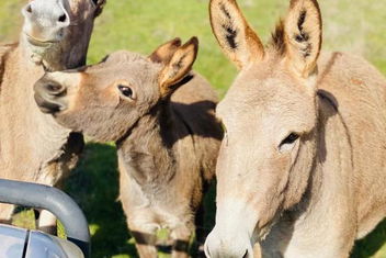 Sandalwood Downs Fabulous Farm Stay TOODYAY with Australian Directory