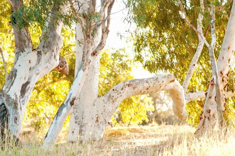 Wooramel River Retreat - Australian Directory 3