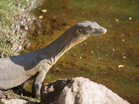 Rumah Surgah On Lake Bennett - Australian Directory 2