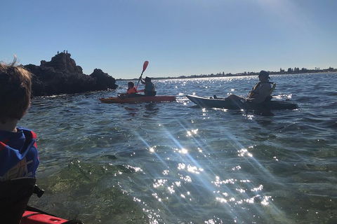Penguin Island And Fremantle - Canoe, Chocolate & Coffee - Australian Directory 1