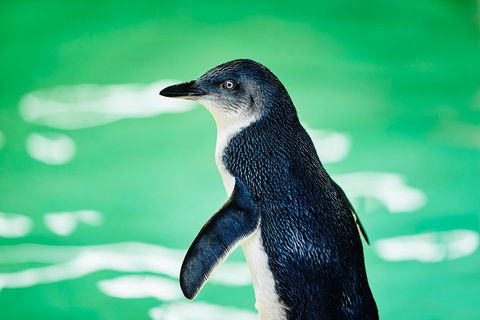 Penguin Island And Fremantle - Canoe, Chocolate & Coffee - Australian Directory 4