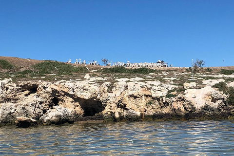 Penguin Island And Fremantle - Canoe, Chocolate & Coffee - Australian Directory 5