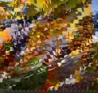 Full Day Tamar Valley Wine Tour - Australian Directory
