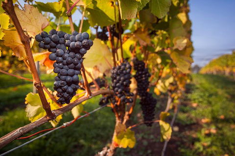 Half Day Tamar Valley Wine Tour - Australian Directory 1