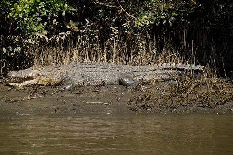 5-Day Best Of Cairns With Daintree, Kuranda, And Great Barrier Reef - Australian Directory 5