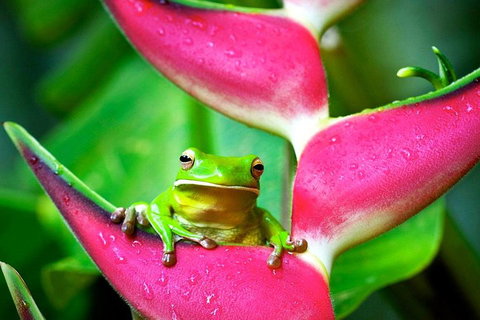 3-Day Best Of Cairns Combo: The Daintree Rainforest, Great Barrier Reef, And Kuranda - Australian Directory 0
