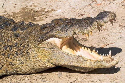 4-Day Cairns Ultimate Combo: Daintree Rainforest, Reef, Kuranda & Paronella Park - Australian Directory 0
