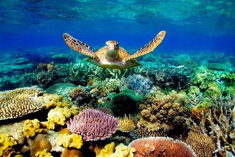 4-Day Cairns Ultimate Combo: Daintree Rainforest, Reef, Kuranda & Paronella Park - Australian Directory 3