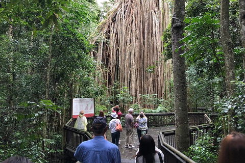 4-Day Cairns Ultimate Combo: Daintree Rainforest, Reef, Kuranda & Paronella Park - Australian Directory 5