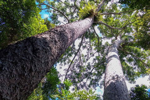 Paronella Park And Millaa Millaa Falls Full-day Tour From Cairns - Australian Directory 1