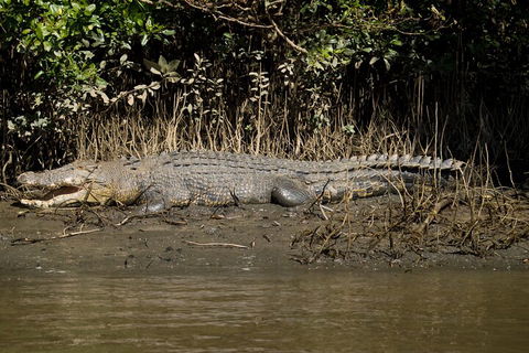 4-Day Cairns With Great Barrier Reef And Daintree Rainforest - Australian Directory 4