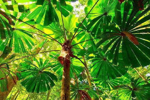 Private Daintree National Park Day Tour From Cairns Including Cape Tribulation And Mossman Gorge - Australian Directory 3
