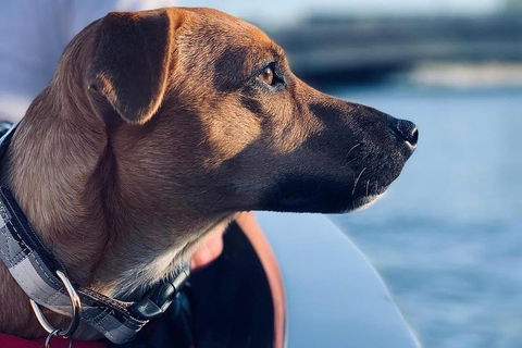 1.5-Hour Boat Rental In Melbourne - Australian Directory 0