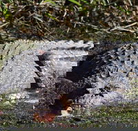 Full Day Tour in the Daintree - Australian Directory