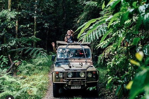 Full Day Tour In The Daintree - Australian Directory 4