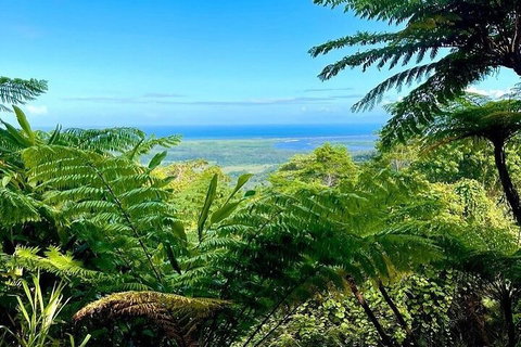 Full Day Tour In The Daintree - Australian Directory 5